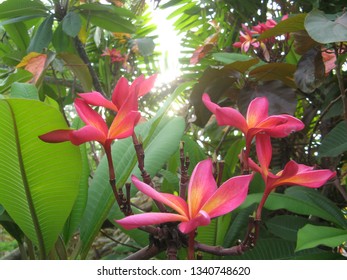 Backlit Pink And Orange Plumeria Flowers