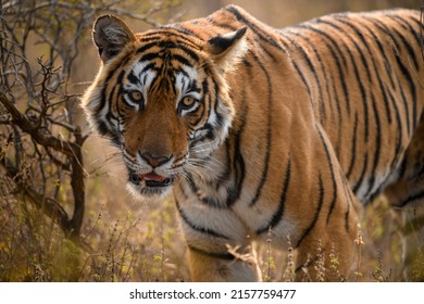 Backlit portrait of a tigress from Ranthambhore national park