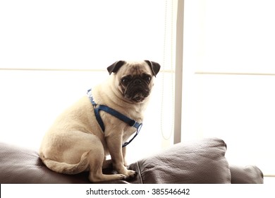 Backlit Pug On A Sofa. Www.diegomoncayo.com