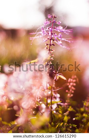 Similar – Image, Stock Photo pink flowers of calluna vulgaris in a field at sunset