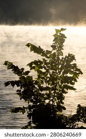 Backlit sapling rises beside luminous ripples as steam fog drifts over the lake at sunrise. Crisp leaves glow against bright water while the shaded treeline rests beyond.