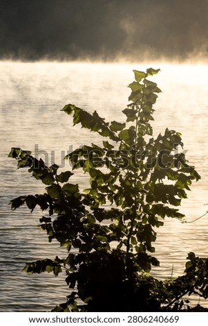 Backlit sapling rises beside luminous ripples as steam fog drifts over the lake at sunrise. Crisp leaves glow against bright water while the shaded treeline rests beyond.