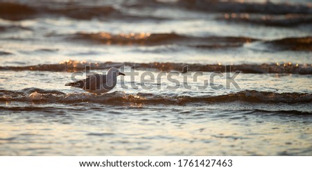 Backlit seagull wading in the water with waves and water sprays under its feet