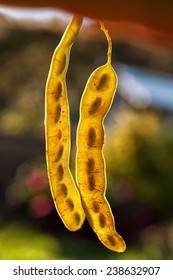 Backlit Seed Pods Of The Acacia Baileyana, Cootamundra Wattle, Australia