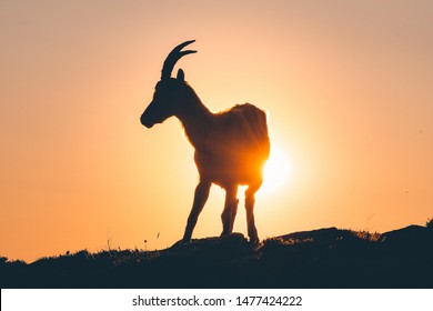 Backlit Silhouette Alpine Ibex Swiss Alps Stock Photo 1477424213 ...