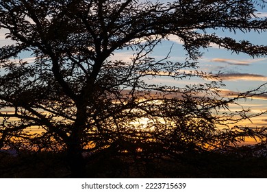 Backlit Silhouette Of Three-thorn Acacia Tree At Sunset. Gleditsia Triacanthos.