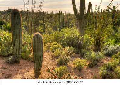 Backlit Sonoran Desert At Sunset.