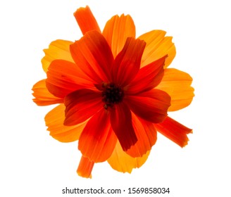 Backlit Texture Details Flower Stock Photo 1569858034 | Shutterstock