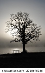 backlit tree and picnic table in front of foggy lake with light reflecting off the water.