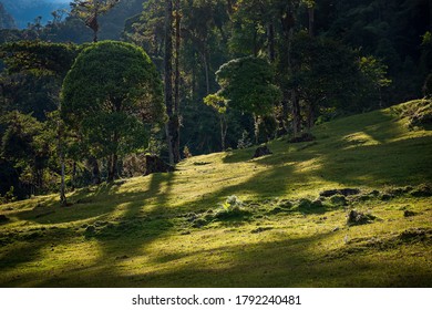 Backlit Trees In Colombian Forest Mountains