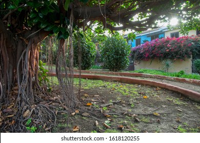 Backlit View Of The Gardens Of A San Antonio Neighborhood Park In Puerto De La Cruz, Tenerife, Canary Islands