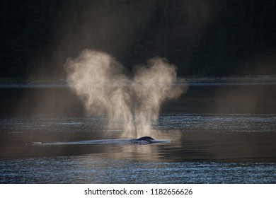 Backlit Whale Blow