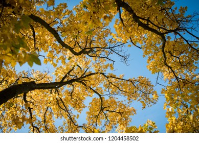 Backlit yellow autumn leaves of maple trees against blue sky on a sunny day 