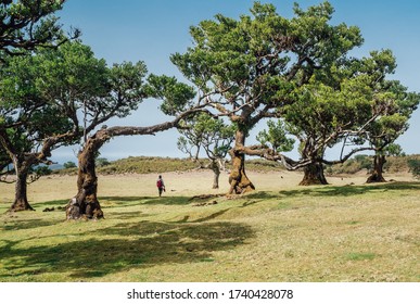 Backpacker Female Walking Through Magic Curved Woods Landscape In Posto Florestal Fanal Forest With Laurisilva Of Madeira (Laurel Forest). Active Vacation Lifestyle Concept.