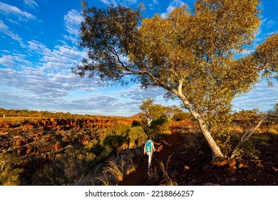 Backpacker Girl Hiking In Karijini National Park, Australia At Sunrise; Sunrise In The Red Desert In The Australian Outback