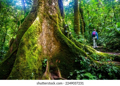 backpacker girl walks through dense jungle in monteverde cloud forest, Costa Rica; walk through fairy tale, magical tropical rainforest; wild nature of Costa Rica	 - Shutterstock ID 2249037231