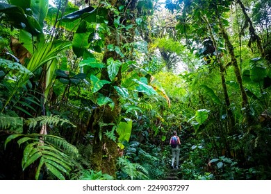 backpacker girl walks through dense jungle in monteverde cloud forest, Costa Rica; walk through fairy tale, magical tropical rainforest; wild nature of Costa Rica	 - Shutterstock ID 2249037297