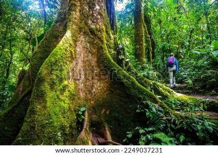 backpacker girl walks through dense jungle in monteverde cloud forest, Costa Rica; walk through fairy tale, magical tropical rainforest; wild nature of Costa Rica	
