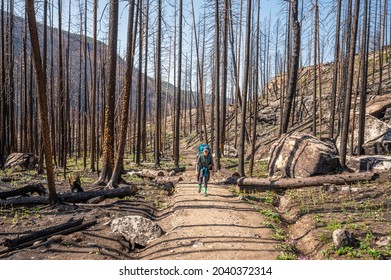 Backpacker Hiking On A Dirt Trail By A Burn Area In Rocky Mountain National Park, Colorado, USA