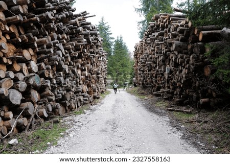 Backpacker trekking along stack of dry Pine tree log in natural landscape of green forest park