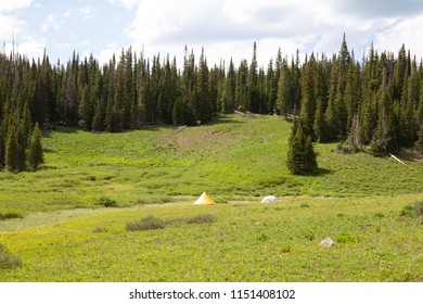 Backpacking tents and Llamas in a field in the Flat Tops Wilderness area, Colorado, USA.