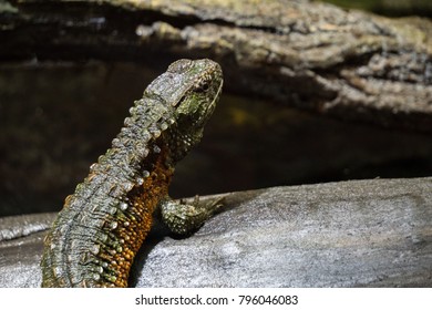 Backside Of Chinese Crocodile Lizard