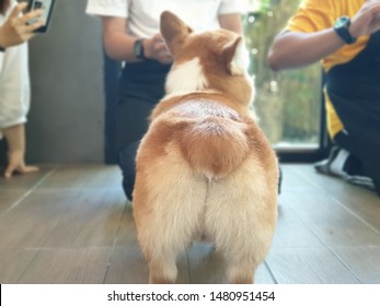 Backside Of The Corgi Dog Facing To People Scene At The Dog Cafe, Blurry Crowd Background And Selective Focus