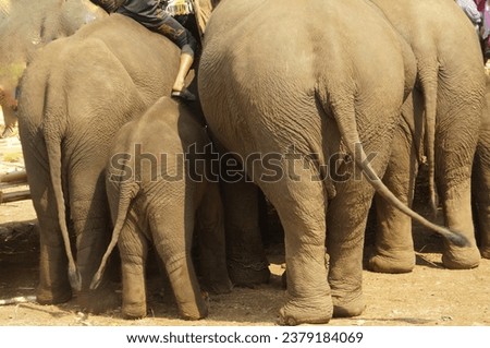 Backside of the elephant group in Thai Elephant Day at Ban Puter, a Karen village in Mae Sot district, Tak Province, Thailand.