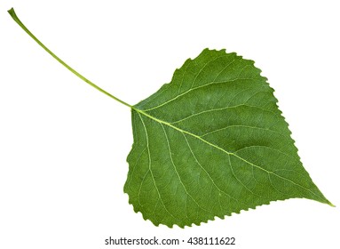 Silver Birch Leaves Images Stock Photos Vectors Shutterstock