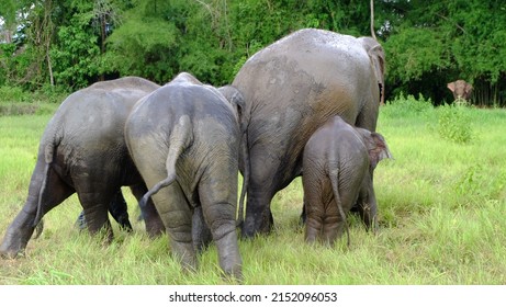 Backside Of A Group Of Four Happy Elephant Family From Behind Walking Thick Close Together In The Green Grass Of Free Ranged Forest Park. Concept In Joyful, Happy, And   Togetherness Of Animal Family.