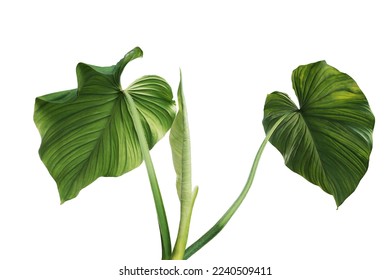 Backside of heart shape green leaves Philodendron species the tropical foliage plant isolated on white background with clipping path - Shutterstock ID 2240509411
