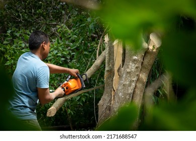 Backside of man cutting the tree with a chain saw. Concept deforestation, global warming ,preserve the environment.human damage forest. World's environment day. Climate change.