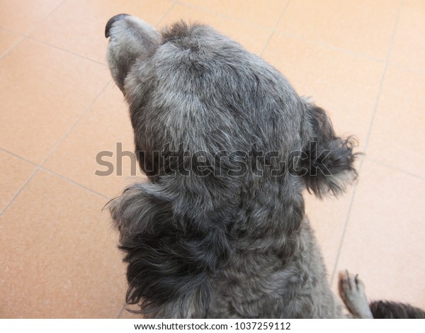 Backside Poodle Head Short Hair While Stock Photo Edit Now