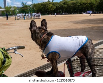 Backside Of Small Black Dog On A Bicycles While Looking At Baseball Player On The Field