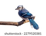 Backside and tail fully displayed in brilliant blue, a bluejay turns its head to the camera. The bluejay is perched on a branch with a white background.