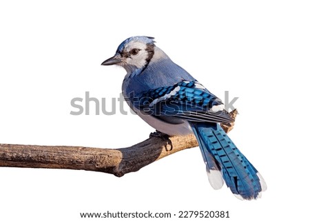 Backside and tail fully displayed in brilliant blue, a bluejay turns its head to the camera. The bluejay is perched on a branch with a white background.