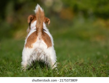 Backside and tail of a funny jack russell terrier pet dog in the summer grass