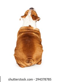 Backside View Of A Bulldog Breed Dog Sitting And Looking Up. Add Your Product To Have Him Look At It.