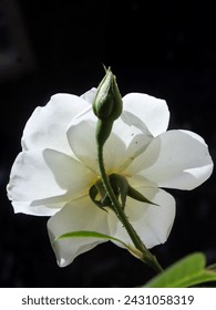 The back-view of a single white rose and rose bud against a black background