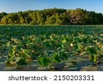 A backwater area of the DesPlaines River fills with lily pads in summer, DesPlaines River State Fish and Wildlife Area, Will County, Illinois
