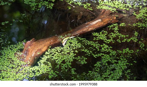 backwater pool in the cypress swamp on the natchez trace