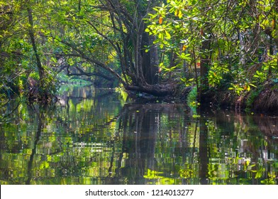 Backwaters in Kerala is a network of 1500 km of canals both manmade and natural, 38 rivers and 5 big lakes extending from one end of Kerala to the other.