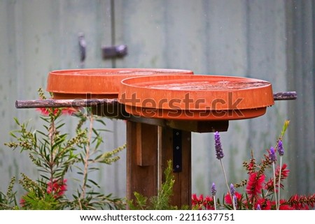 Backyard bird bath on a rainy day surrounded by flowering bottle brush and lavender plants.
