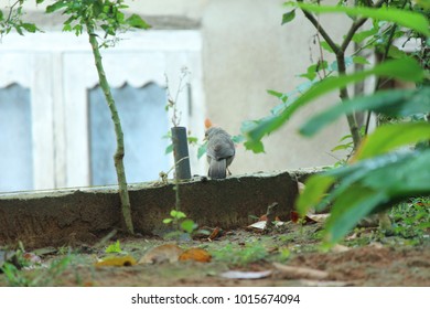 Backyard bird isolated