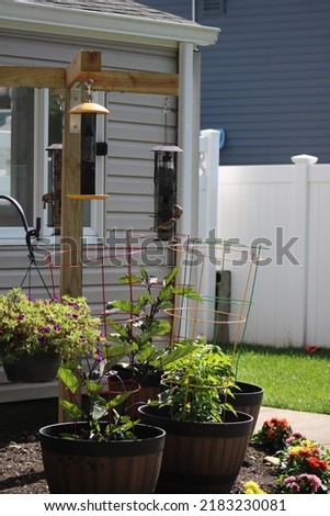A backyard bird sanctuary. There are house finches eating sunflower seeds at the bird feeder, a hummingbird feeder, thistle seeds, a vegetable garden, and hanging plants. 