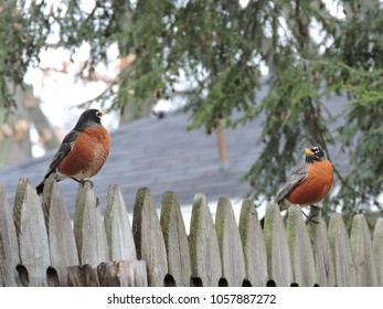 Backyard Bird Watching