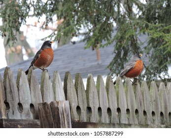 Backyard Bird Watching