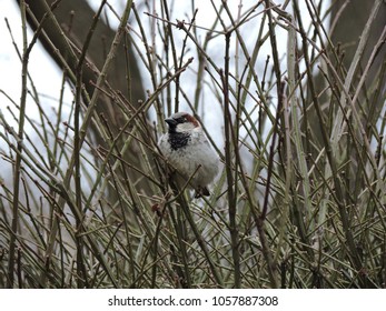 Backyard Bird Watching