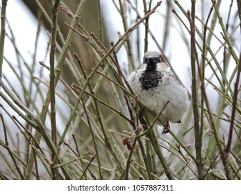 Backyard Bird Watching