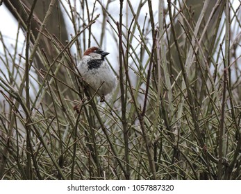 Backyard Bird Watching